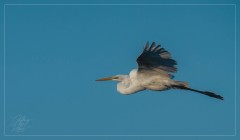 Great White Egret in Flight