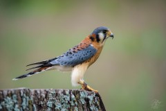 Kestrel