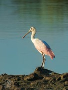 Roseatte Spoonbill
