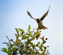 Purple Martin