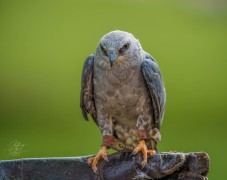 Mississippi Kite
