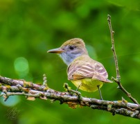 Great Crested Flycatcher