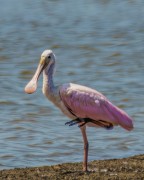 Roseate Spoonbill