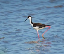 Black-necked Stilt