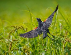 Male Red-Winged Blackbird flying
