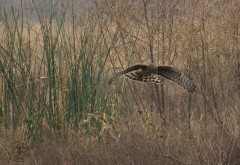 Northern Harrier Hawk Hunting