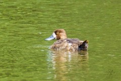 Female Lesser Scaup