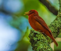 Summer Tanager