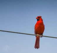 Male Cardinal