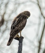Small Red-Shouldered Hawk