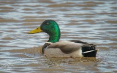 Male Mallard Duck