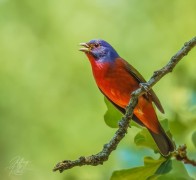 Male Painted Bunting
