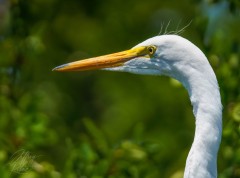 White Egret