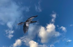 Anhinga