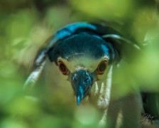 Black-Crowned Night Heron