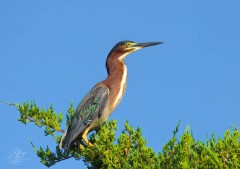 Green Heron