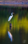 Great Egret