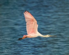 Roseate Spoonbill