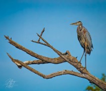 Great Blue Heron