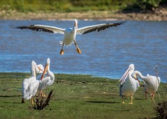 American Pelicans