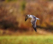 Franklin Gull