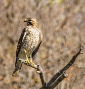 Red-Shouldered Hawk