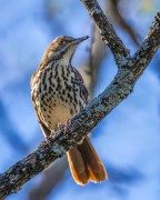Northern Flicker