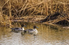 Pair of Northern Pintail Ducks