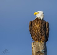 Bald Eagle