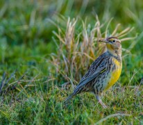 Meadowlark