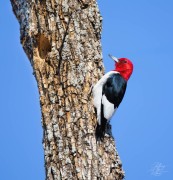 Red-Headed Woodpecker