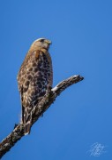 Red-shouldered Hawk