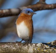 Eastern Bluebird