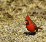 Male Cardinal