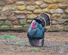 Tom Turkey