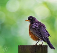 American Robin