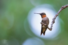 Ruby Throated Hummingbird
