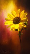 Graphic Daisy