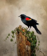 Red-Winged Blackbird