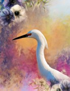 Colorful Snowy Egret