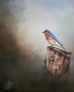 Eastern Bluebird