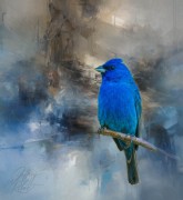 Indigo Bunting