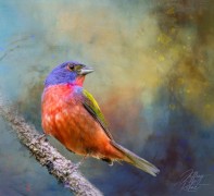Male Painted Bunting