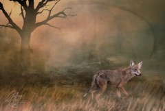 Coyote - Passing Thru
