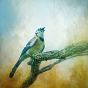 jr_img_08052_edit