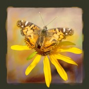 jr_img_08081_edit
