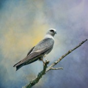 jr_img_08309_edit