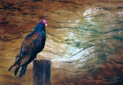 Turkey Vulture