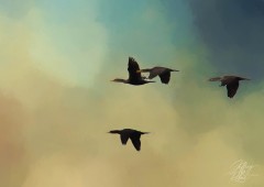 Flock of Cormorants
