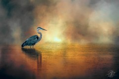 Wading Heron
